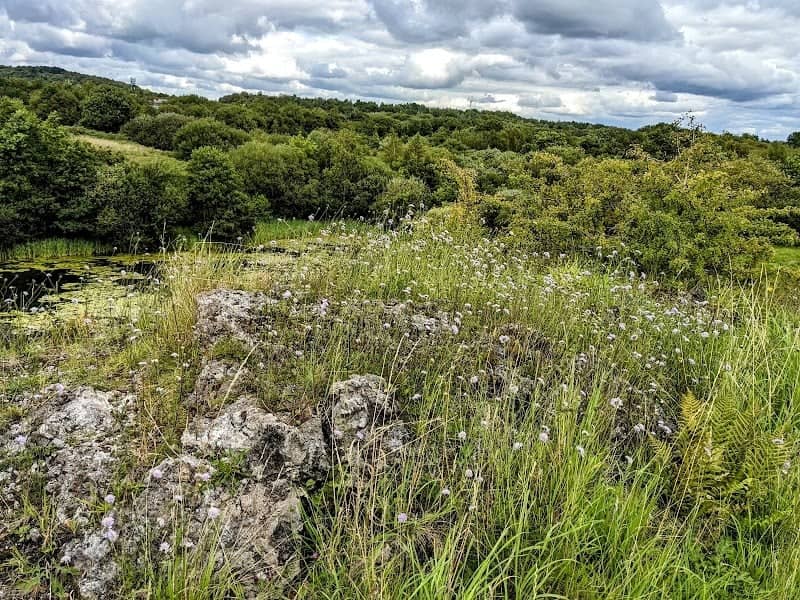 Kirkless West Nature Reserve - Image 1