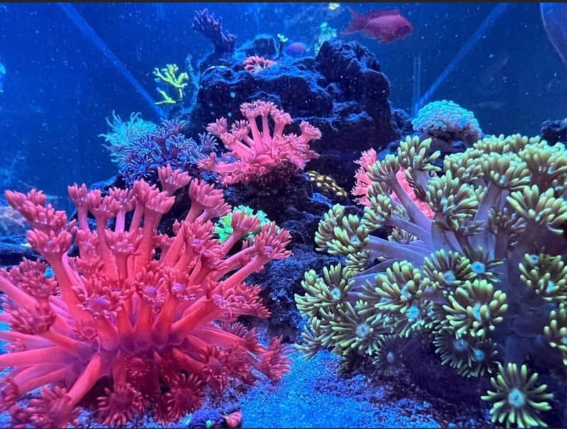 Reef Creations - Image 2