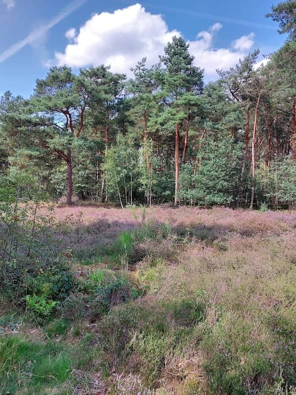 Zandstuvebos - Image 1