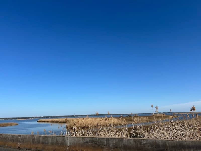 Escambia River State Wildlife Management Area - Image 2