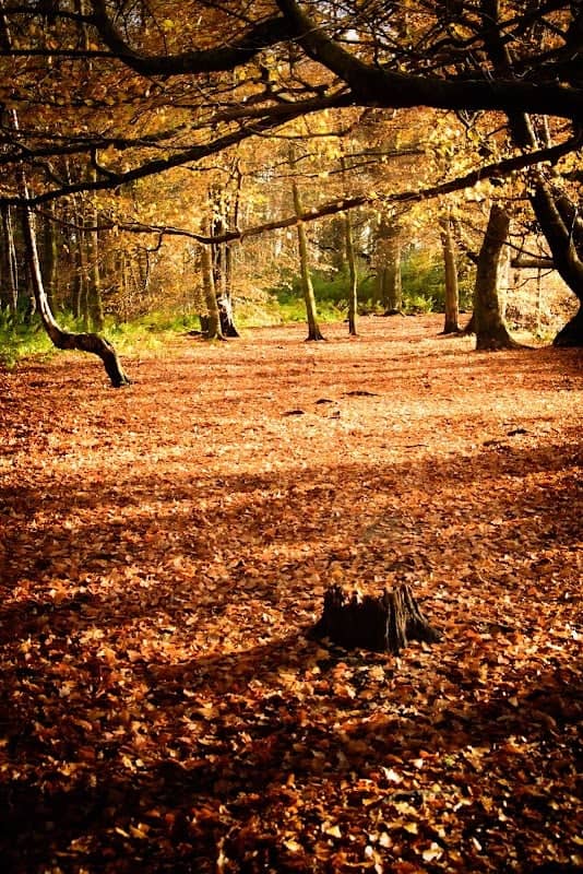 Mar Hall Woods - Image 1