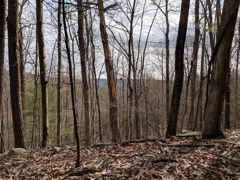 Erwin Hollow State Forest - Image 1