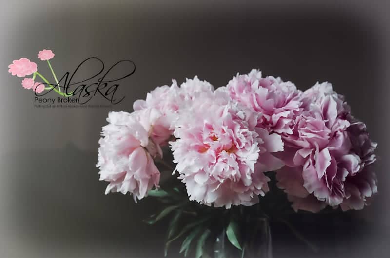 Alaska Peony Broker - Image 2