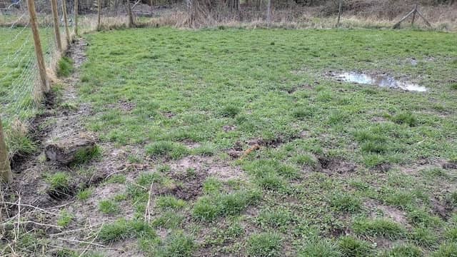 Hundewiese - Image 2
