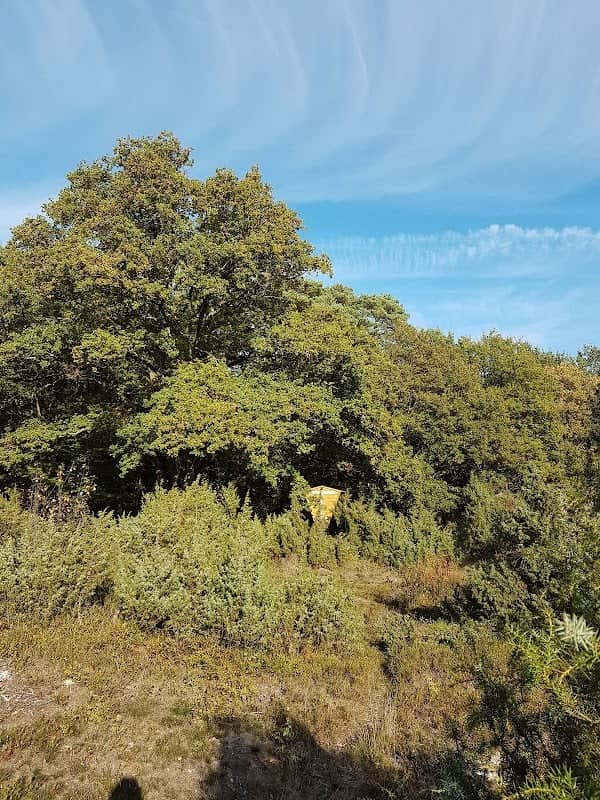 Naturdenkmal Heide - Image 2