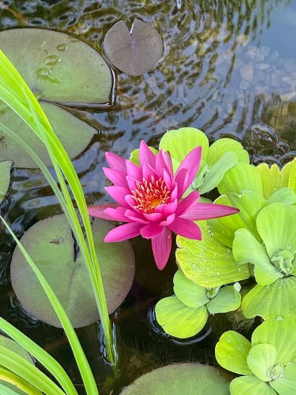 The Pond at Brookmore - Image 2