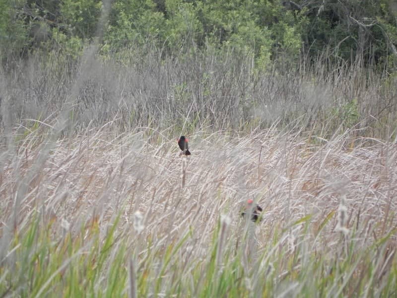 Visitacion Creek Marsh - Image 2