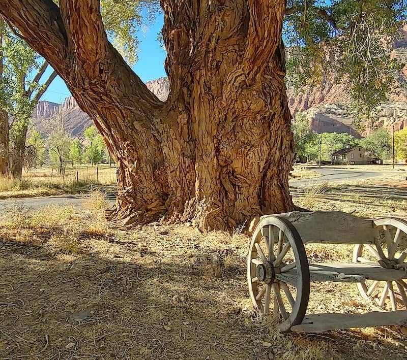 Largest Tree in the State of Utah - Image 1