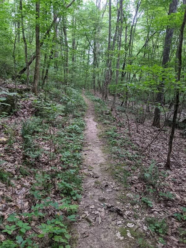 Blacks Bluff Preserve - Image 1