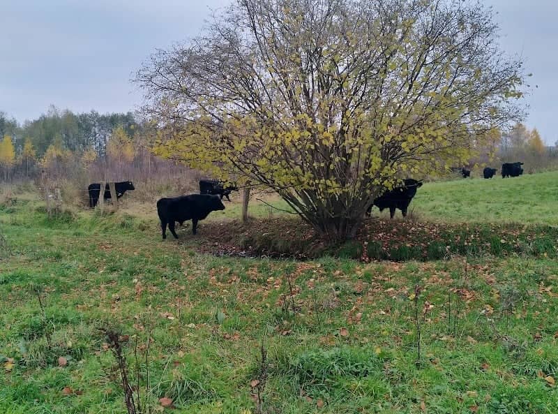 park De Musschenhorst - Image 1