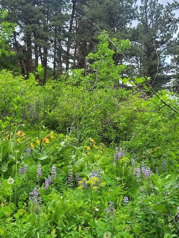 Story Penrose Trailhead - Image 2