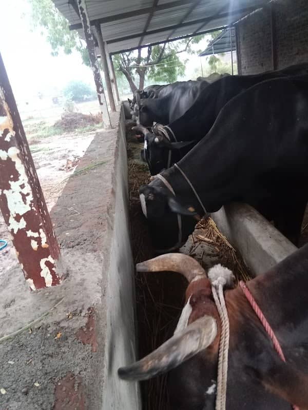 Pathan farm - Image 1
