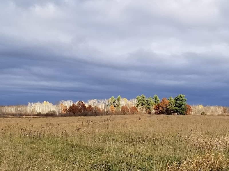 Lawin Sedge Meadow State Natural Area - Image 1