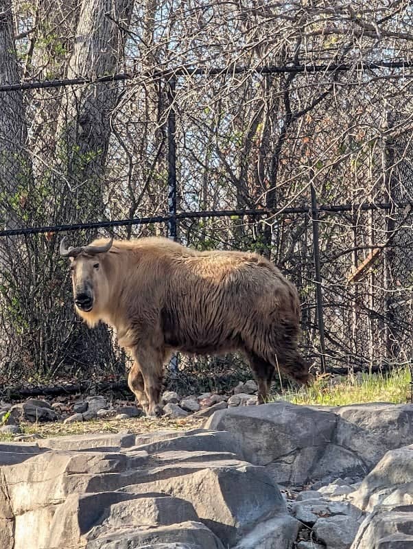 Takin - Image 1