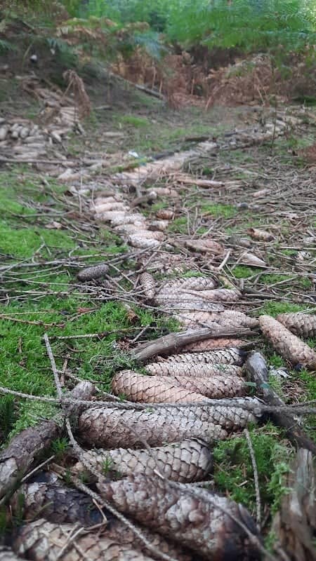 Wichtel Wald - Image 1