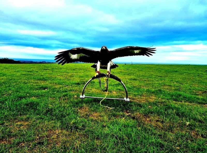 N.Ireland School Of Falconry - Image 1