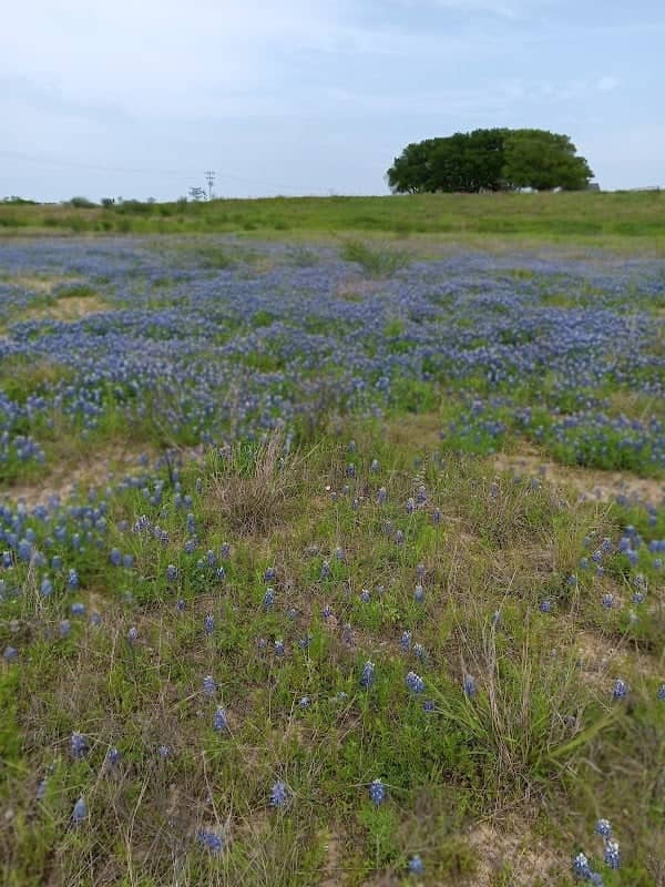 Plantersville Park - Image 1