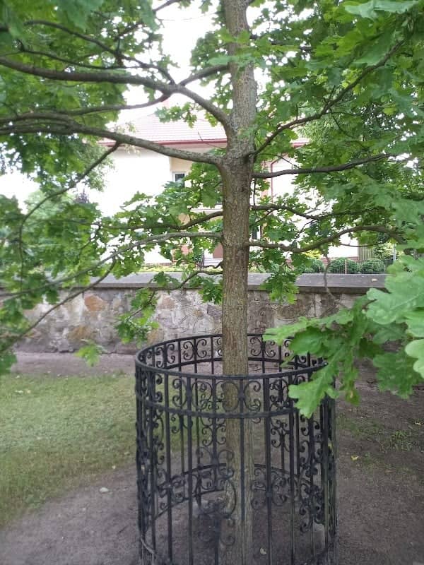 Dąb JPII z żołędzi dębu Chrobrego - Image 1
