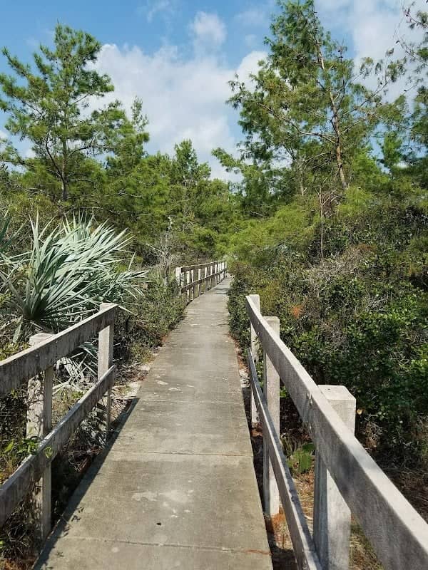 Crystal Lake Sand Pine Scrub - Image 3