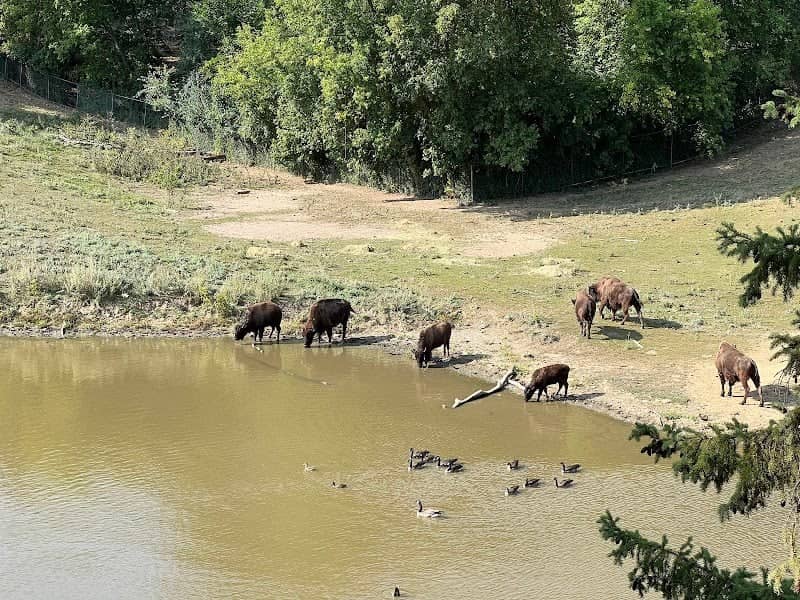 Bison - Image 1