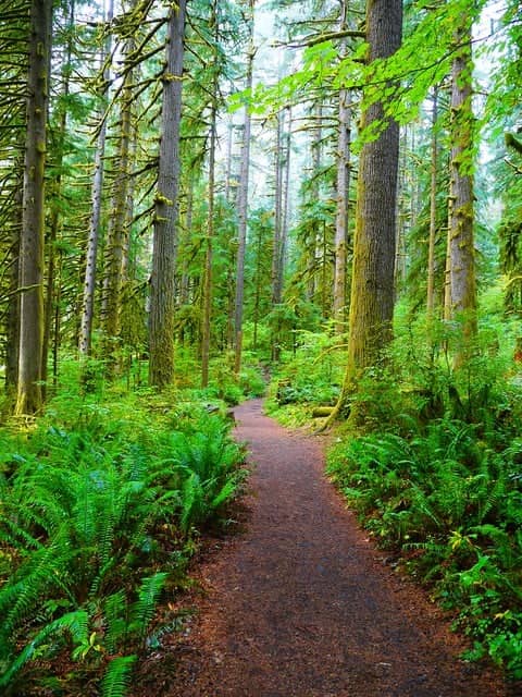 H.U.M Trail - Image 1