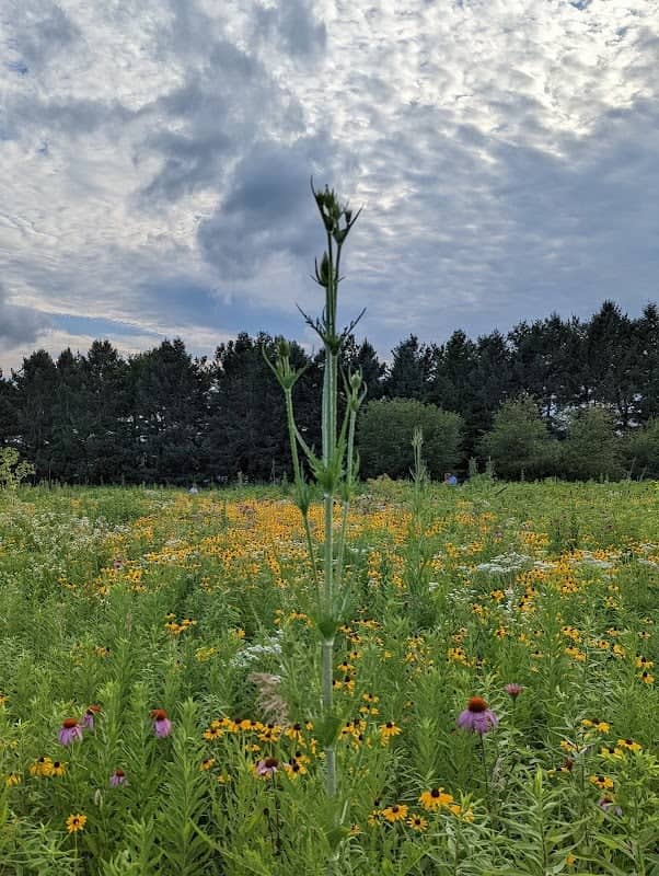 Fransen Nature Area - Image 2
