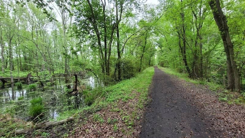 Elephant Swamp Trail - Image 1