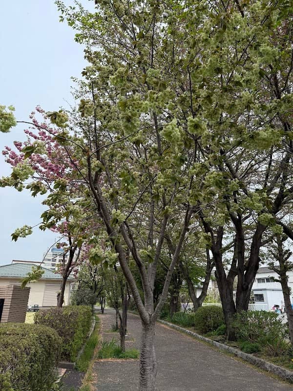 なかよし通りの御衣黄桜 - Image 1