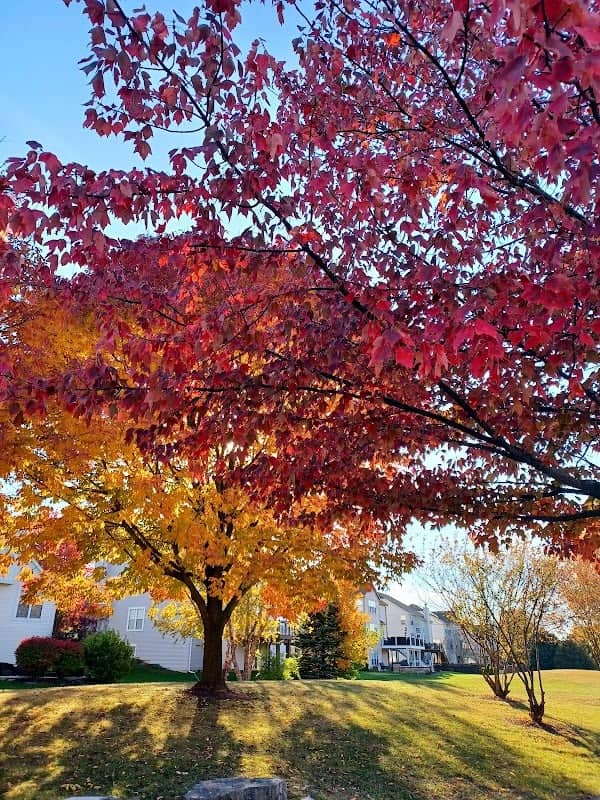 Whispering Woods Park - Image 2