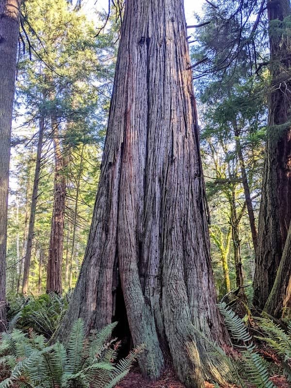 South Whidbey State Park - Image 2