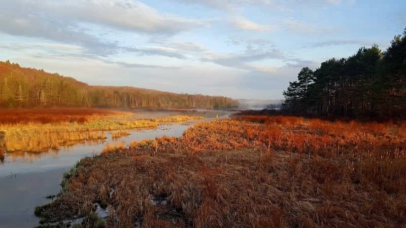 Keeney Swamp State Forest - Image 2