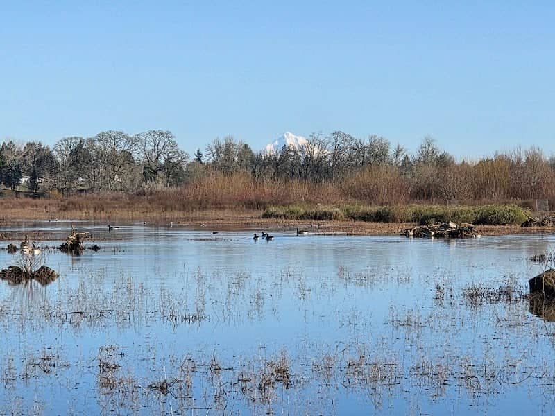 Jackson Bottom Wetlands - Image 1