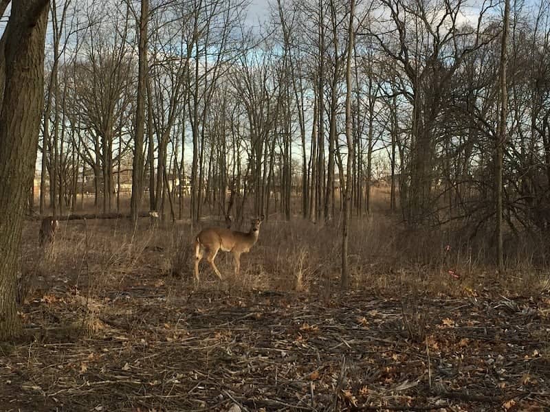 Greenbelt Forest Preserve - Image 2