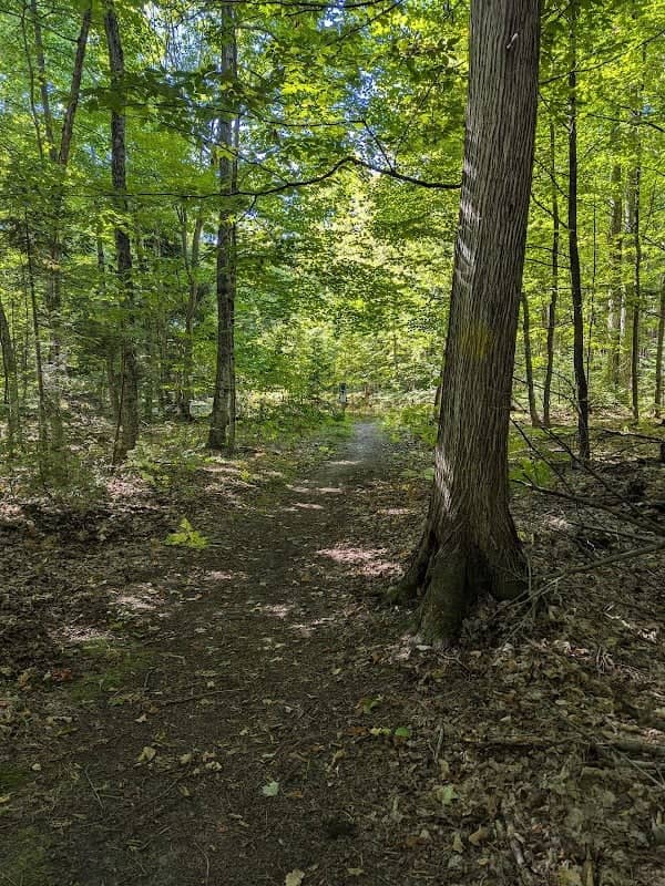 White Cliff Fen and Forest State Natural Area - Image 2