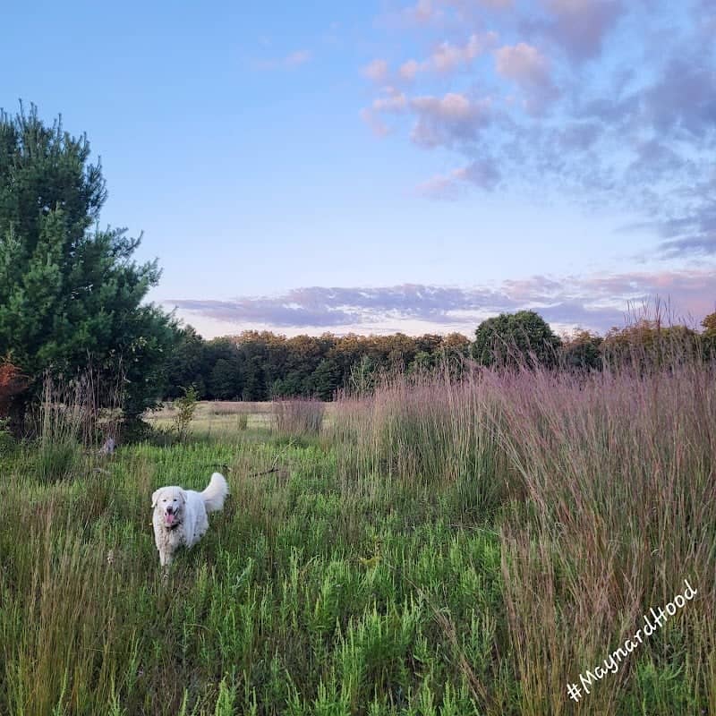 Karner Blue Nature Sanctuary - Image 3