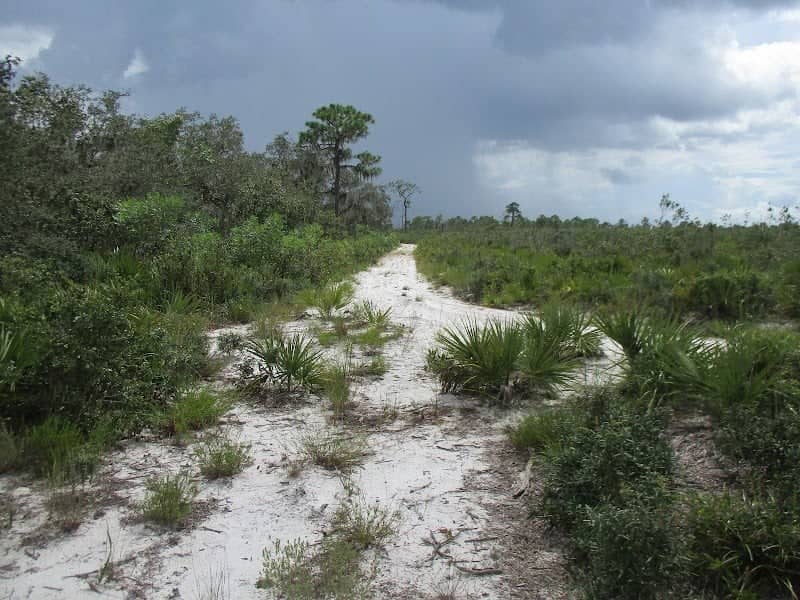 Lake Wales Ridge Wildlife and Environmental Area, Silver Lake Tract - Image 2
