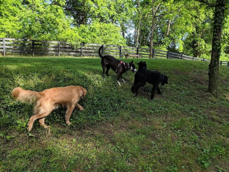 Nutro Dog Park - Image 1