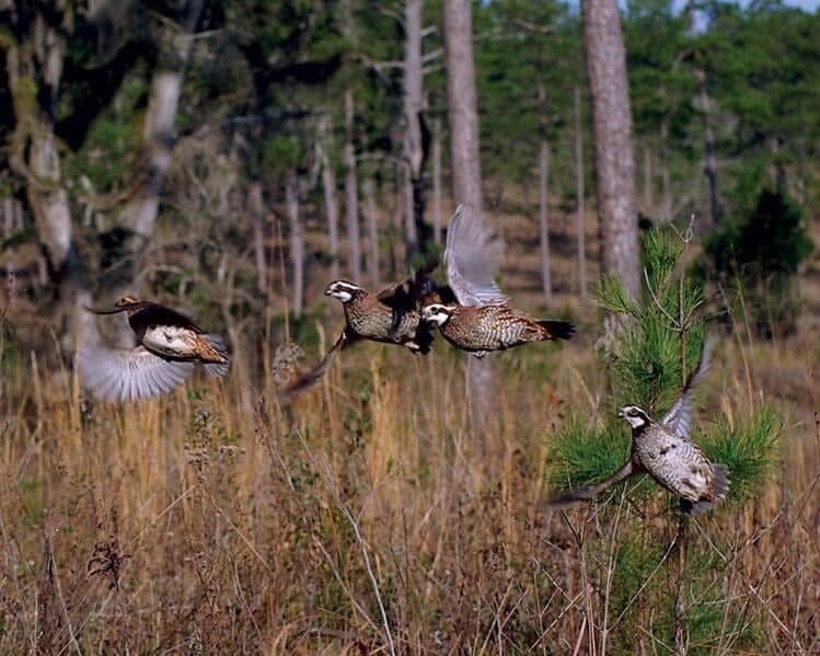 Indian Field Quail Preserve - Image 2