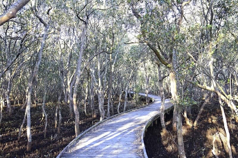 Kooragang Wetland Rehabilitation Project - Image 2