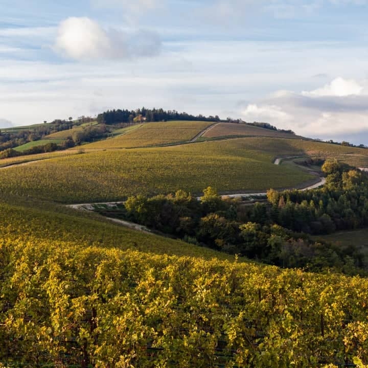 La Collina dei Ciliegi - Image 1
