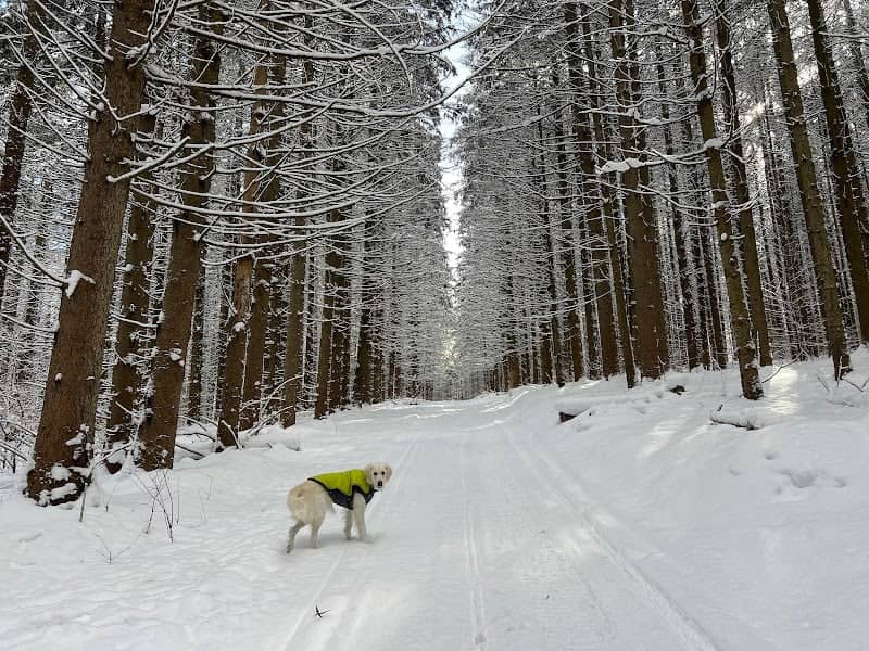 Heiberg Memorial Forest - Image 1