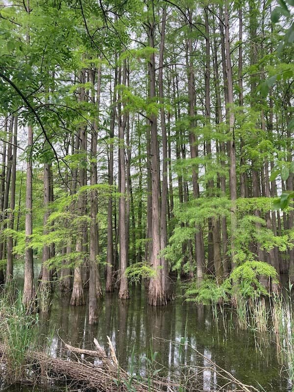 Parcul Dendrologic - Image 1