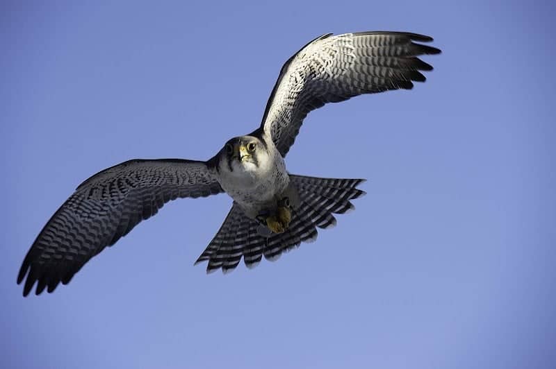 Raptor Hill Falconry - Image 1