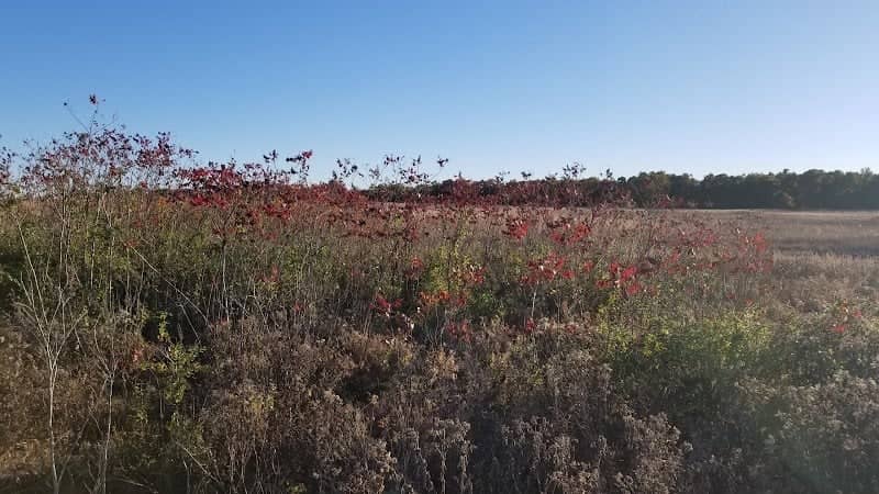 Diamond Grove Prairie Conservation Area - Image 2