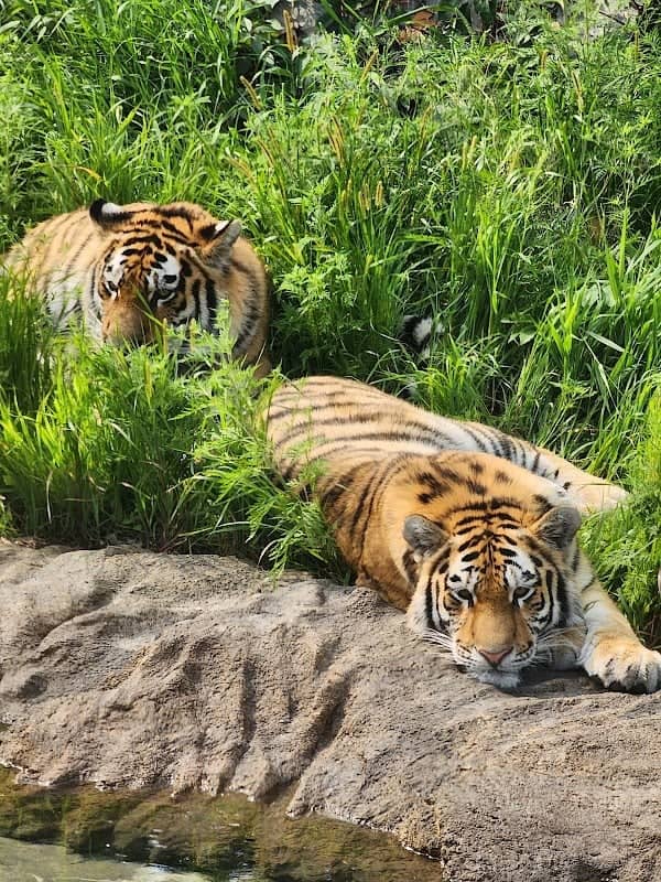 Amur Tiger - Image 1