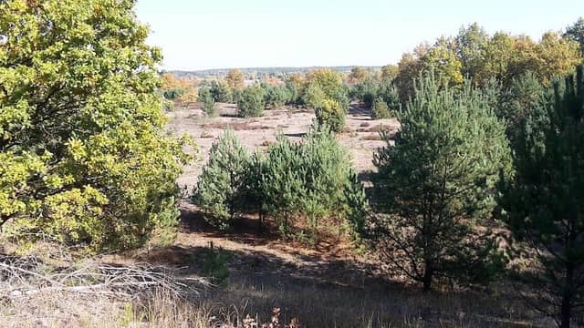 Aussichtspunkt Schorfheide - Image 1