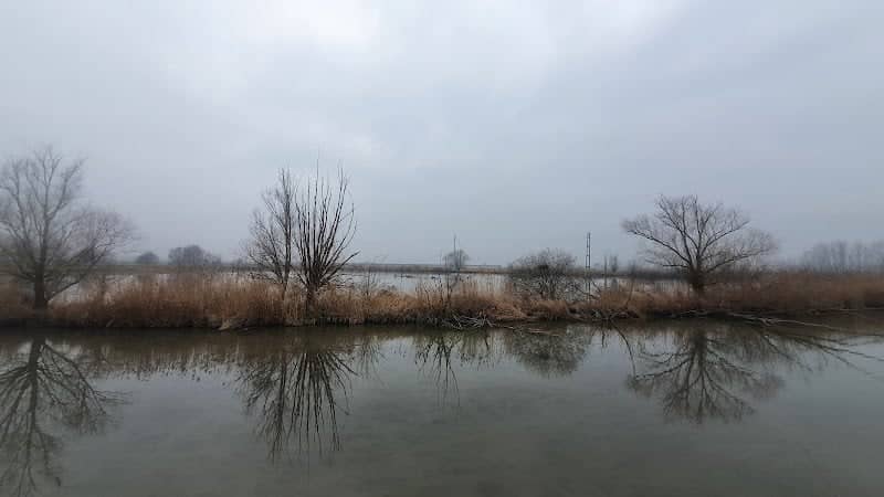 Area umida Palade - Image 1