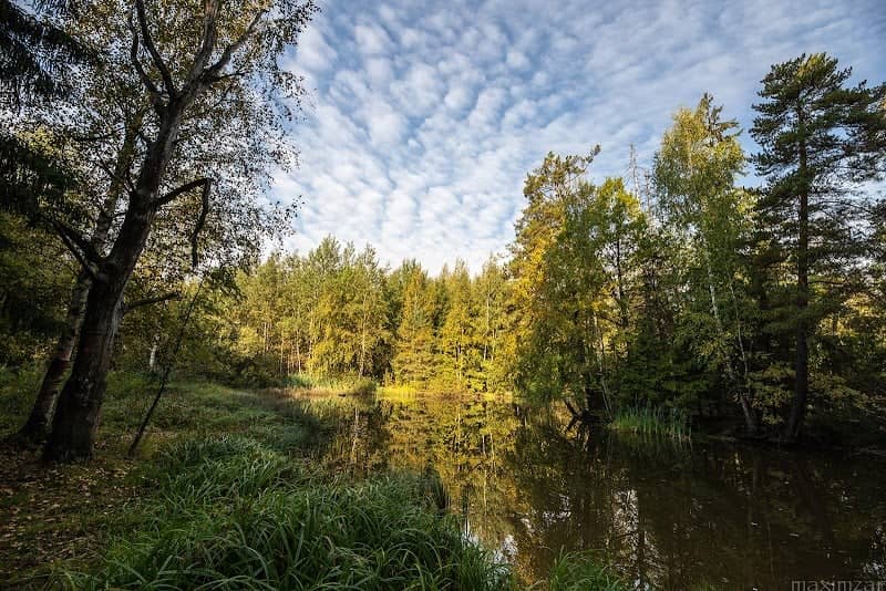 Saburovskiy Les - Image 1