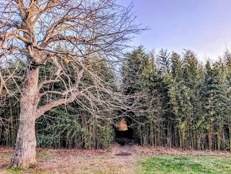Bamboo Forest - Image 1