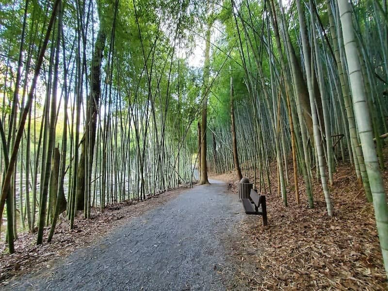 Wilderness Park/Bamboo Forest - Image 3